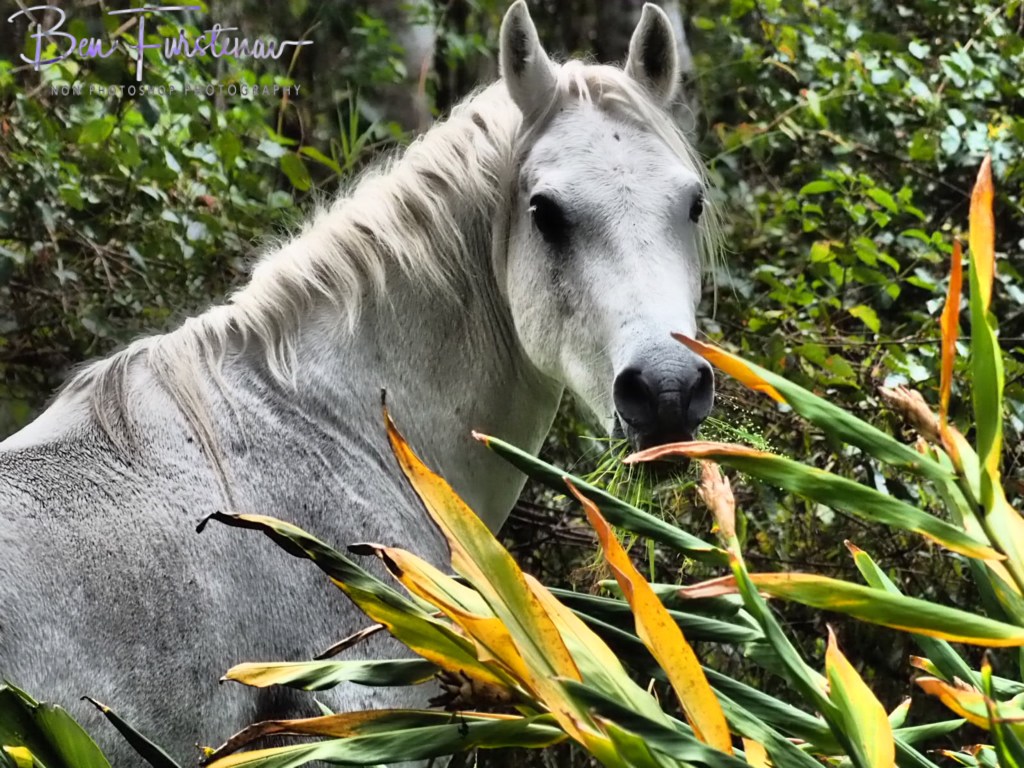 Valla, Northern New South Wales, Australia