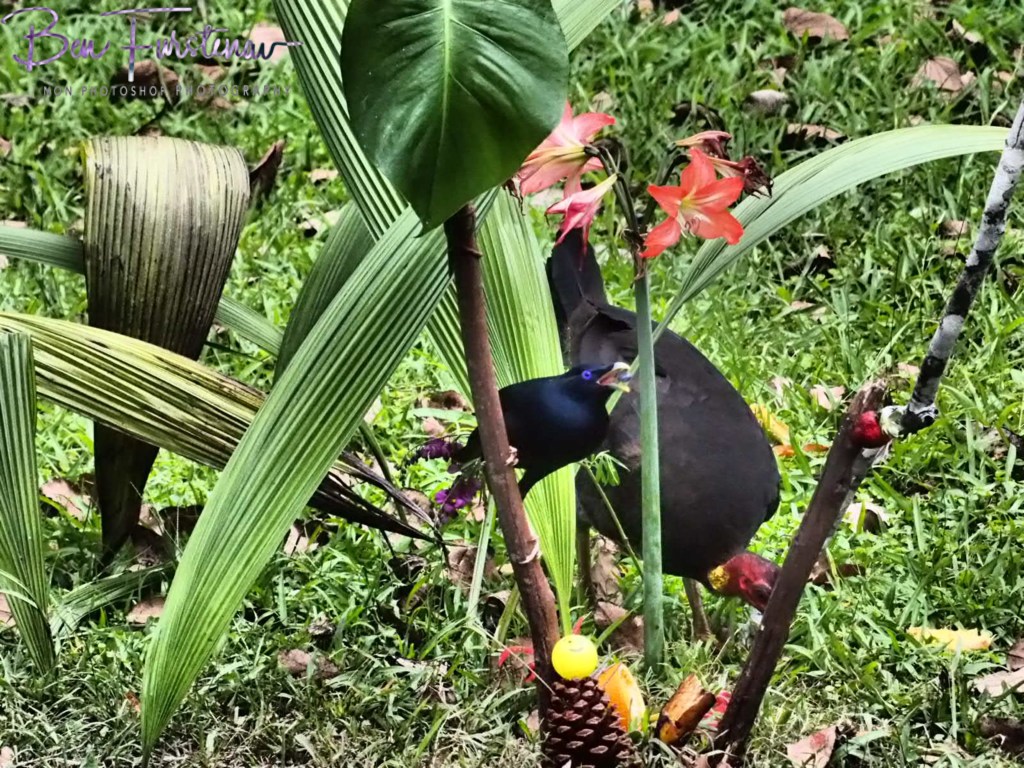 Valla, Northern New South Wales, Australia