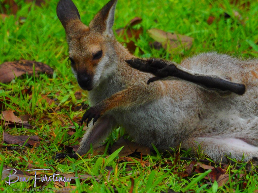 Valla, Northern New South Wales, Australia