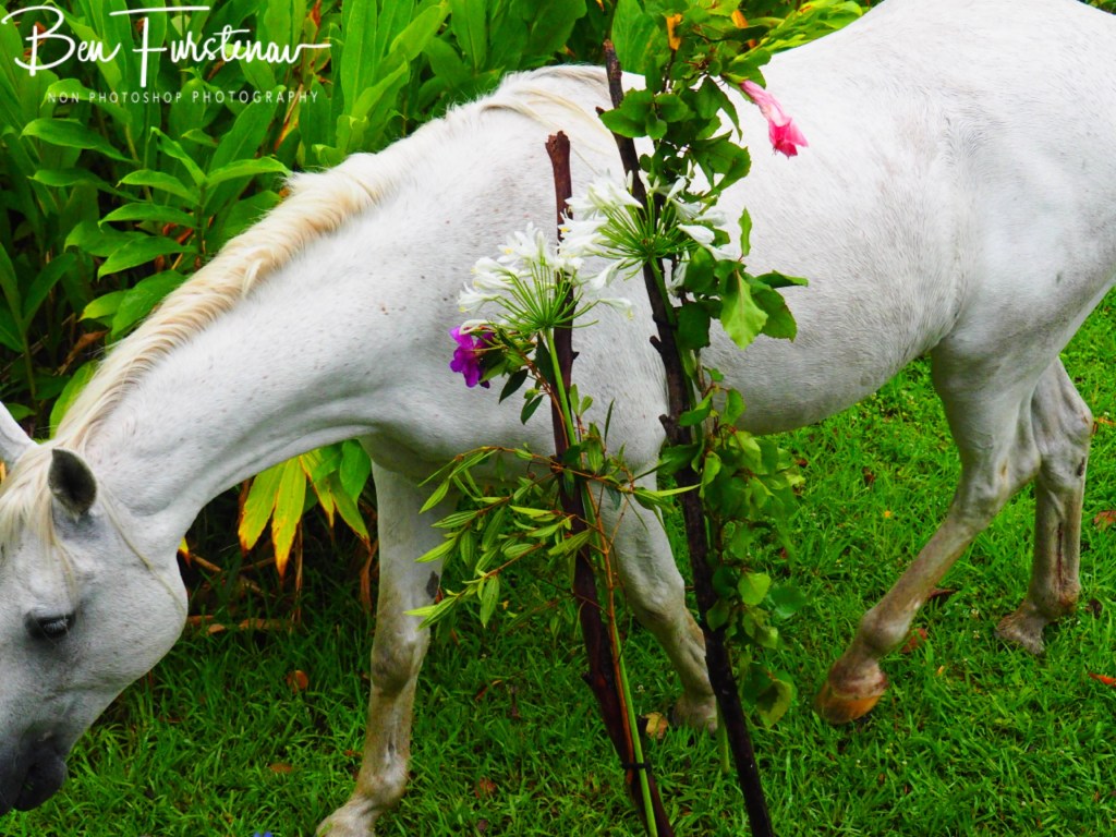 Valla, Northern New South Wales, Australia