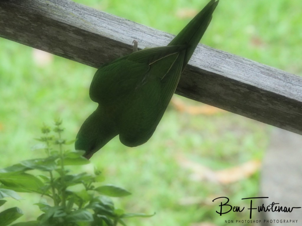 Valla, Northern New South Wales, Australia