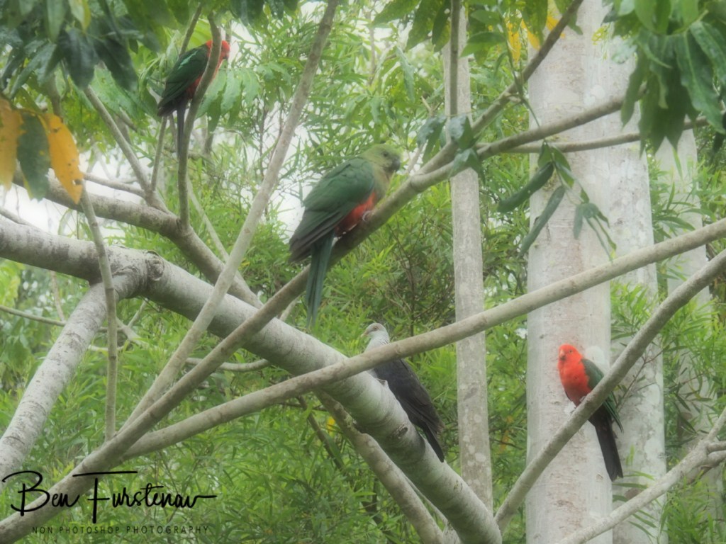 Valla, Northern New South Wales, Australia