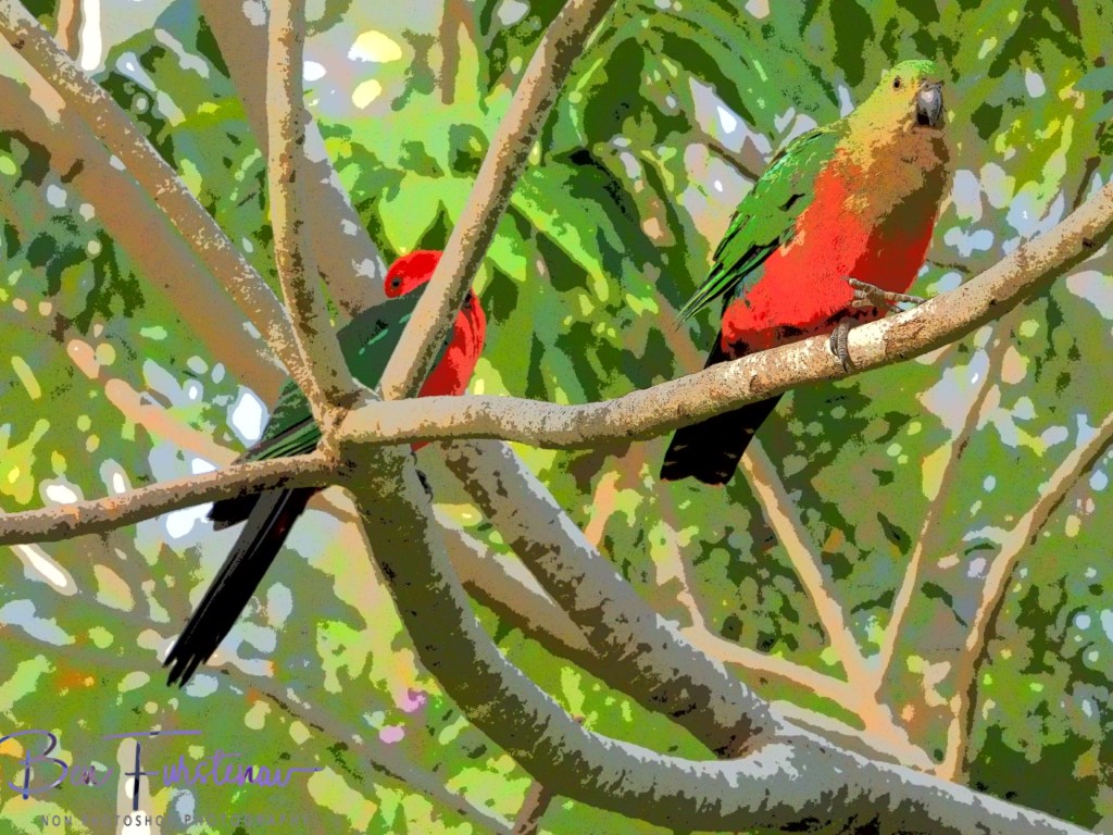 Valla, Northern New South Wales, Australia