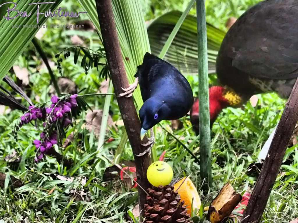 Valla, Northern New South Wales, Australia