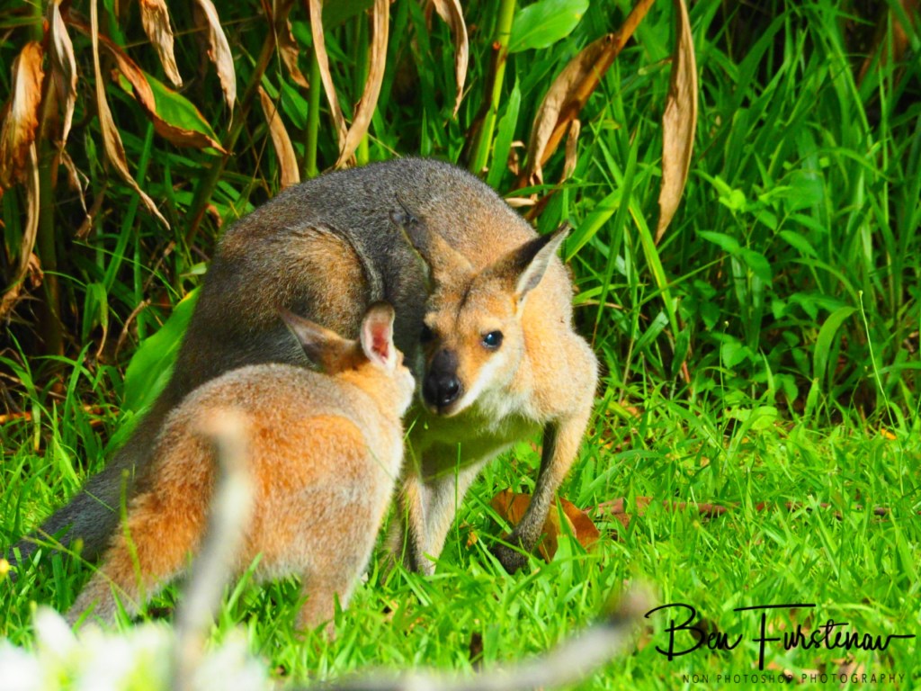 Valla, Northern New South Wales, Australia