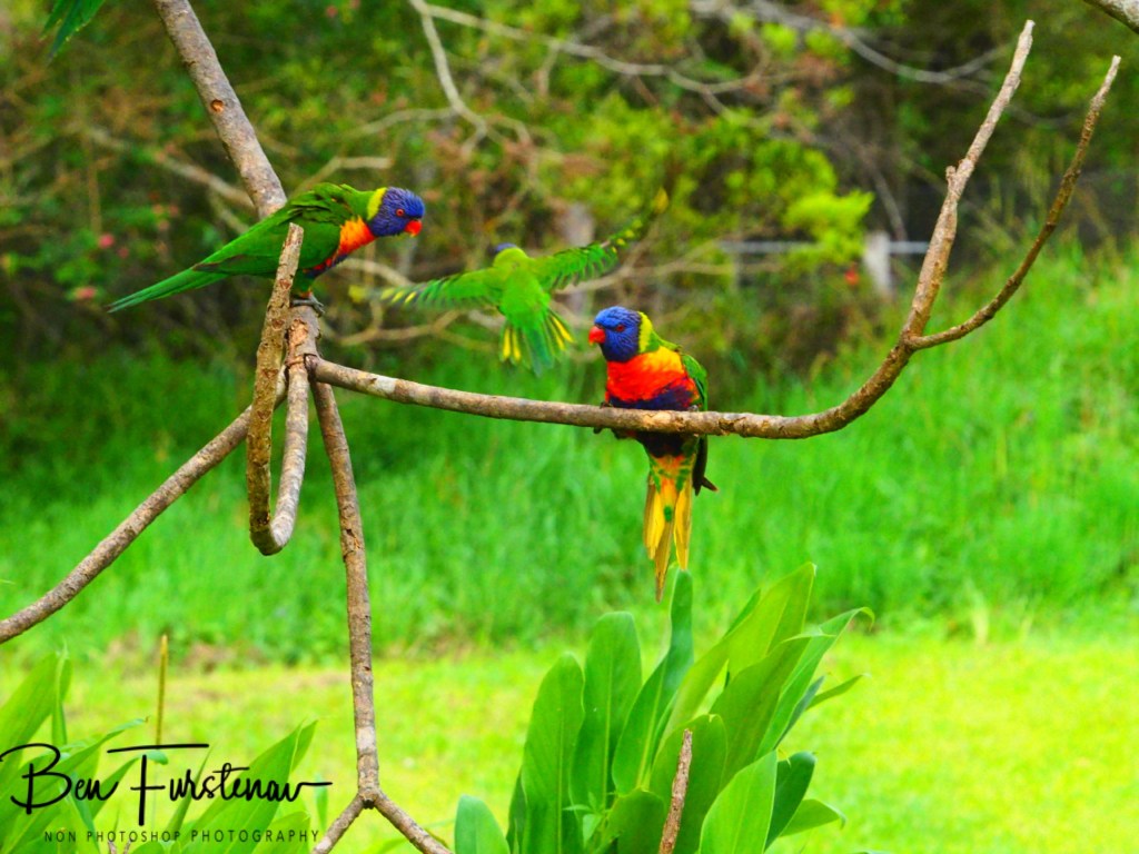 Valla, Northern New South Wales, Australia