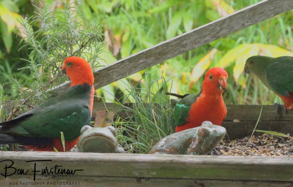 Valla, Northern New South Wales, Australia