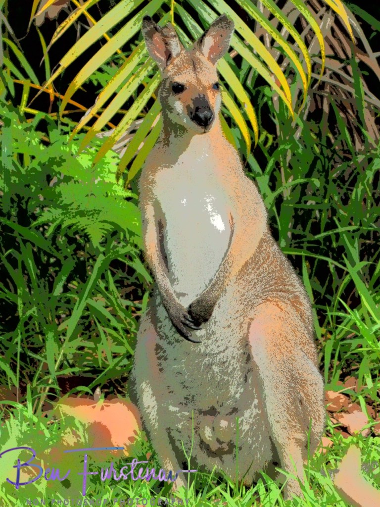 Valla, Northern New South Wales, Australia