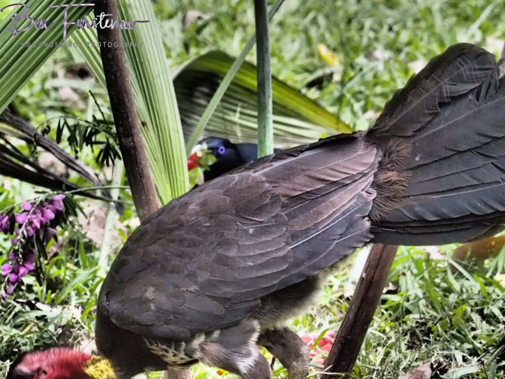 Valla, Northern New South Wales, Australia