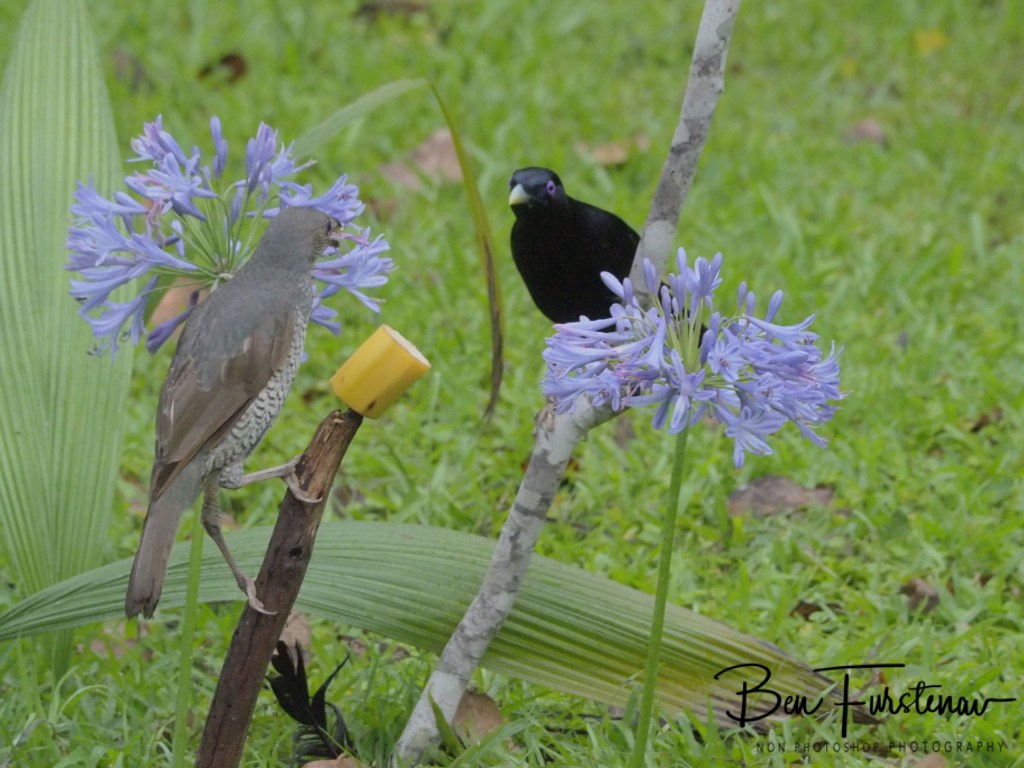 Valla, Northern New South Wales, Australia