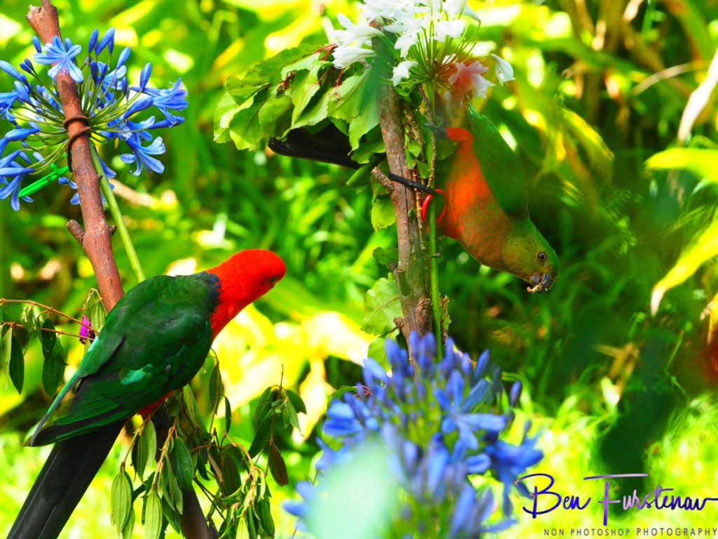 Valla, Northern New South Wales, Australia