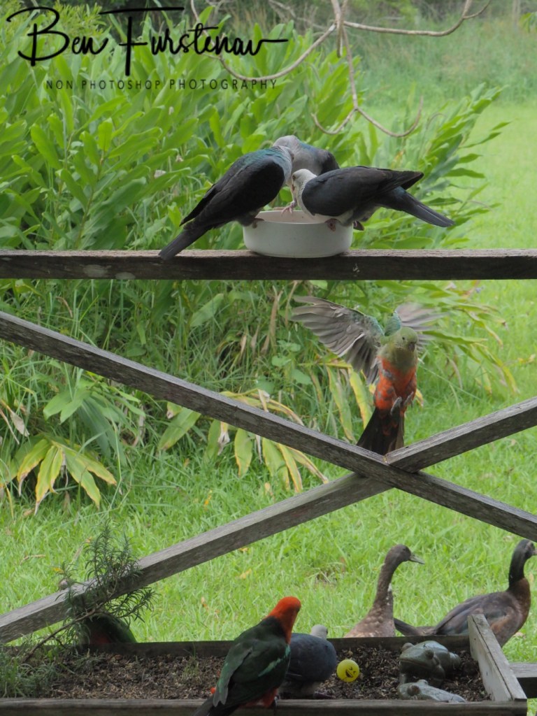 Valla, Northern New South Wales, Australia