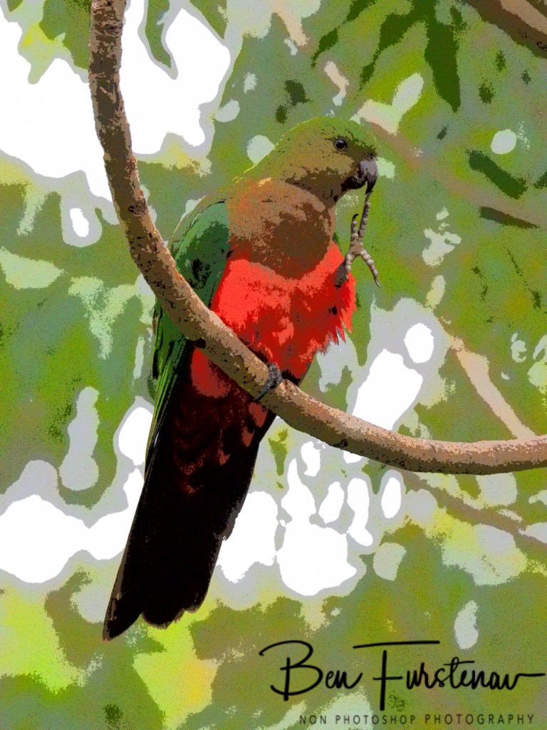 Valla, Northern New South Wales, Australia