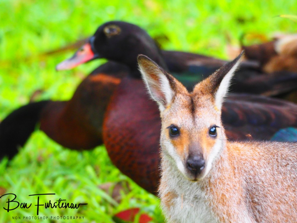 Valla, Northern New South Wales, Australia