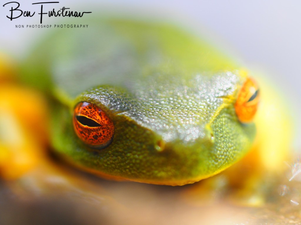 Valla, Northern New South Wales, Australia