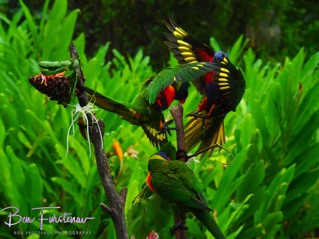 Valla, Northern New South Wales, Australia