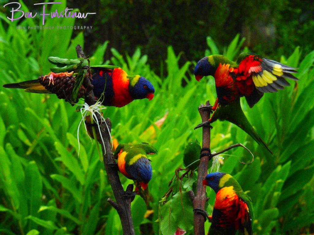 Valla, Northern New South Wales, Australia