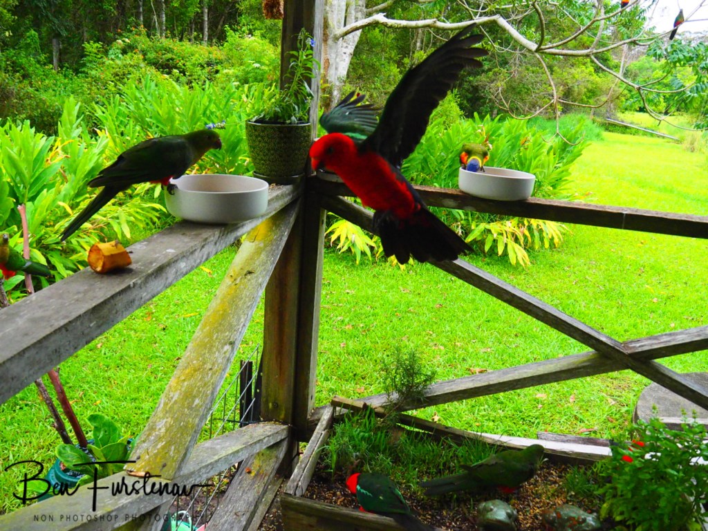 Valla, Northern New South Wales, Australia