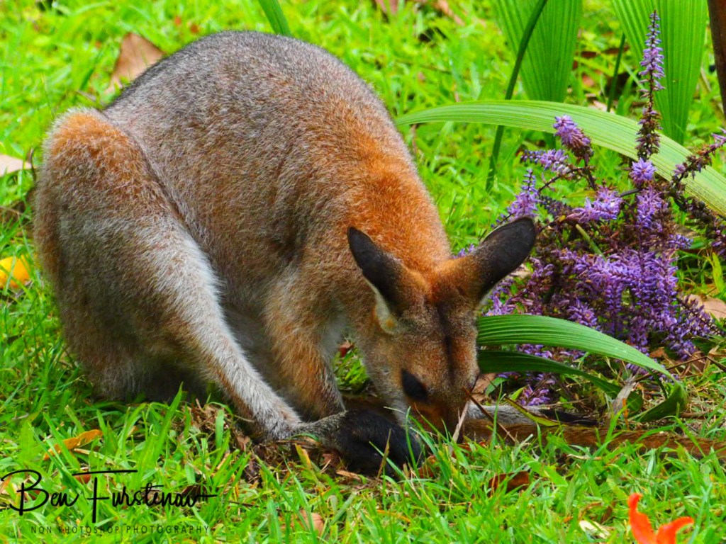 Valla, Northern New South Wales, Australia