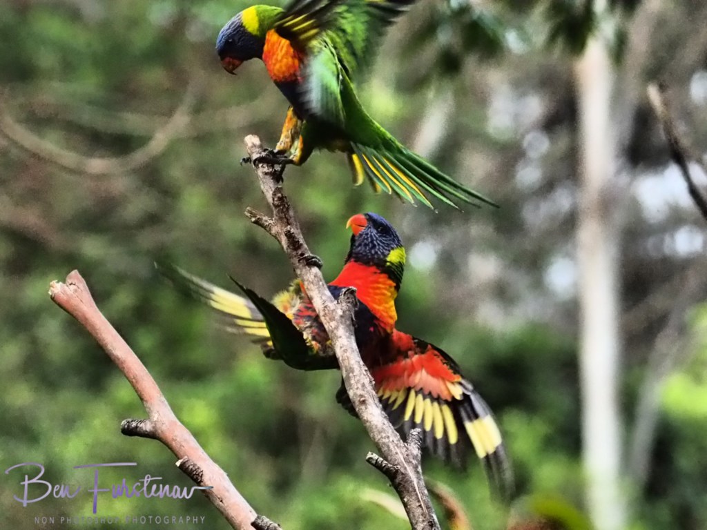 Valla, Northern New South Wales, Australia