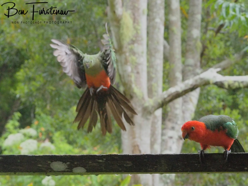 Valla, Northern New South Wales, Australia