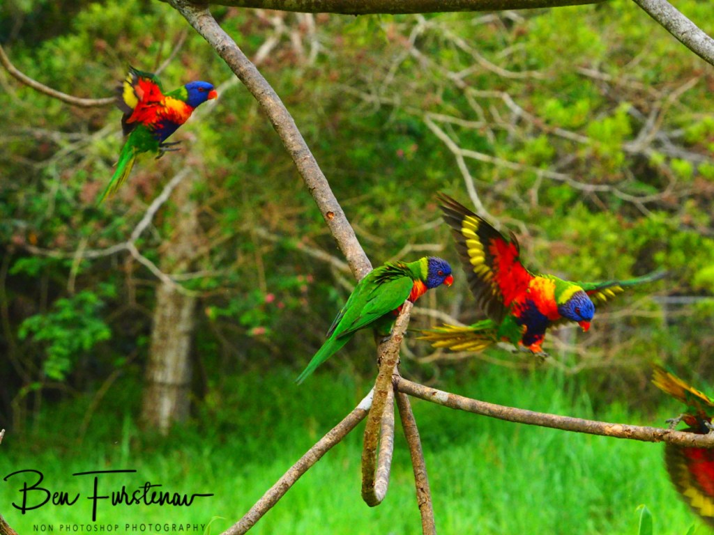 Valla, Northern New South Wales, Australia