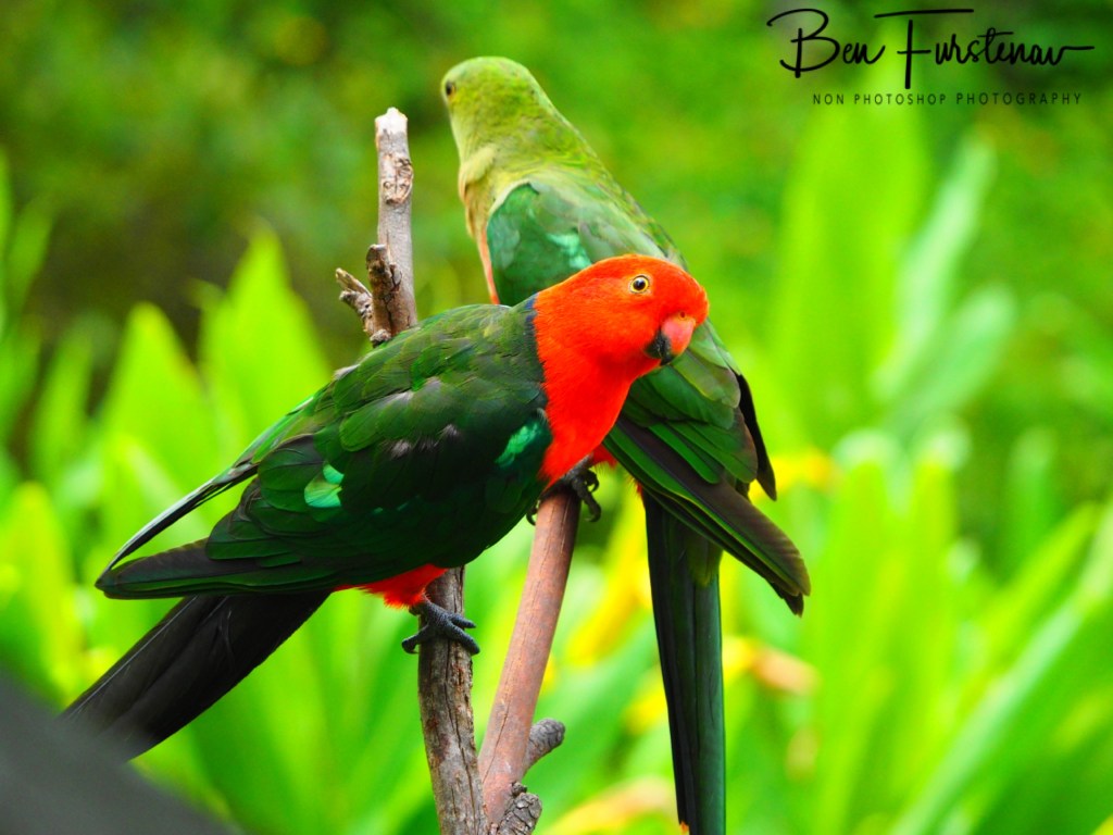 Valla, Northern New South Wales, Australia