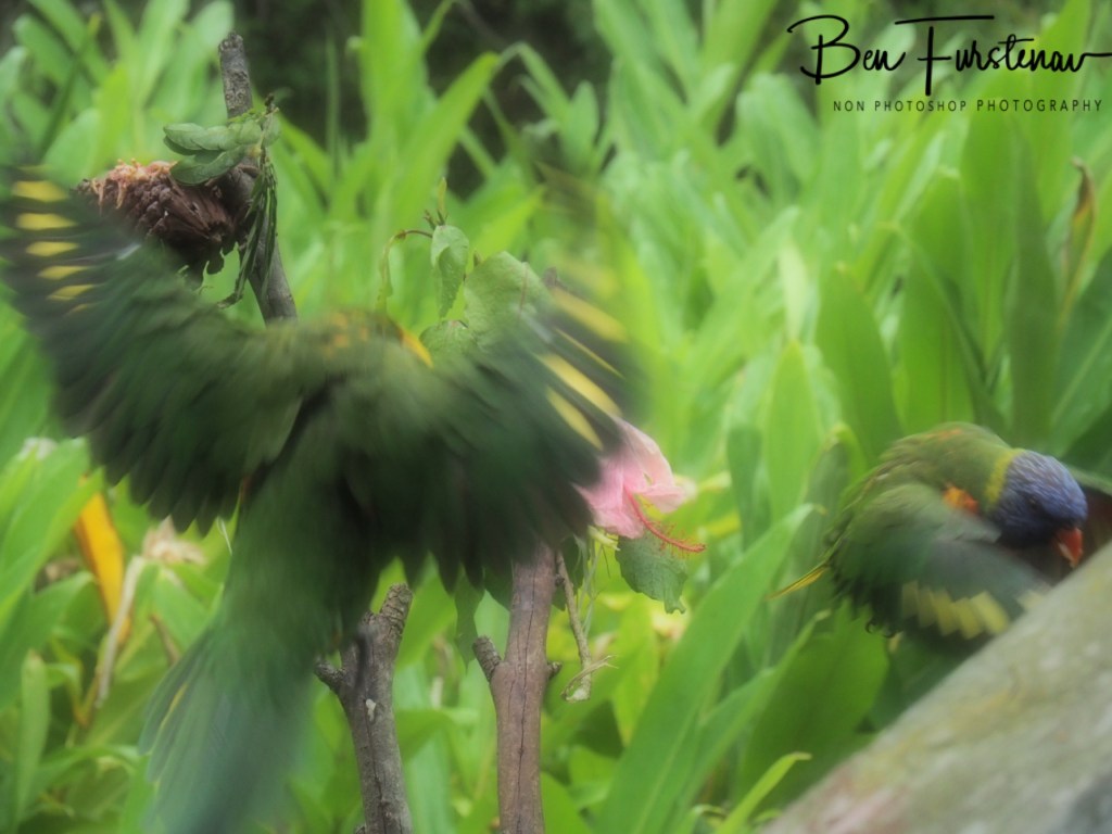 Valla, Northern New South Wales, Australia