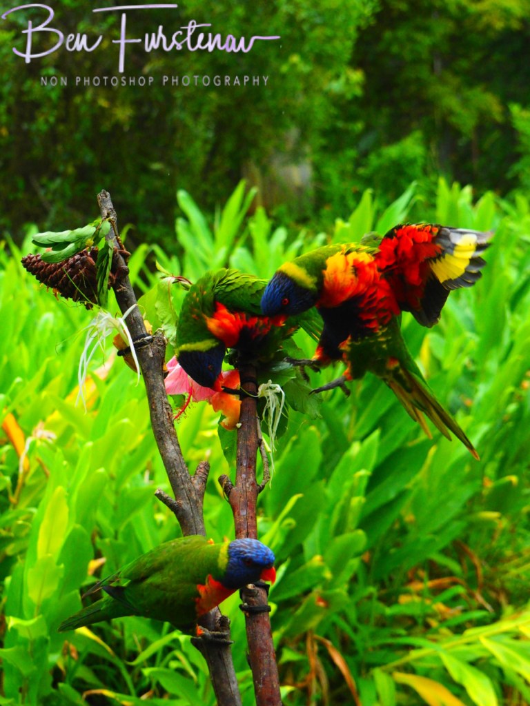 Valla, Northern New South Wales, Australia