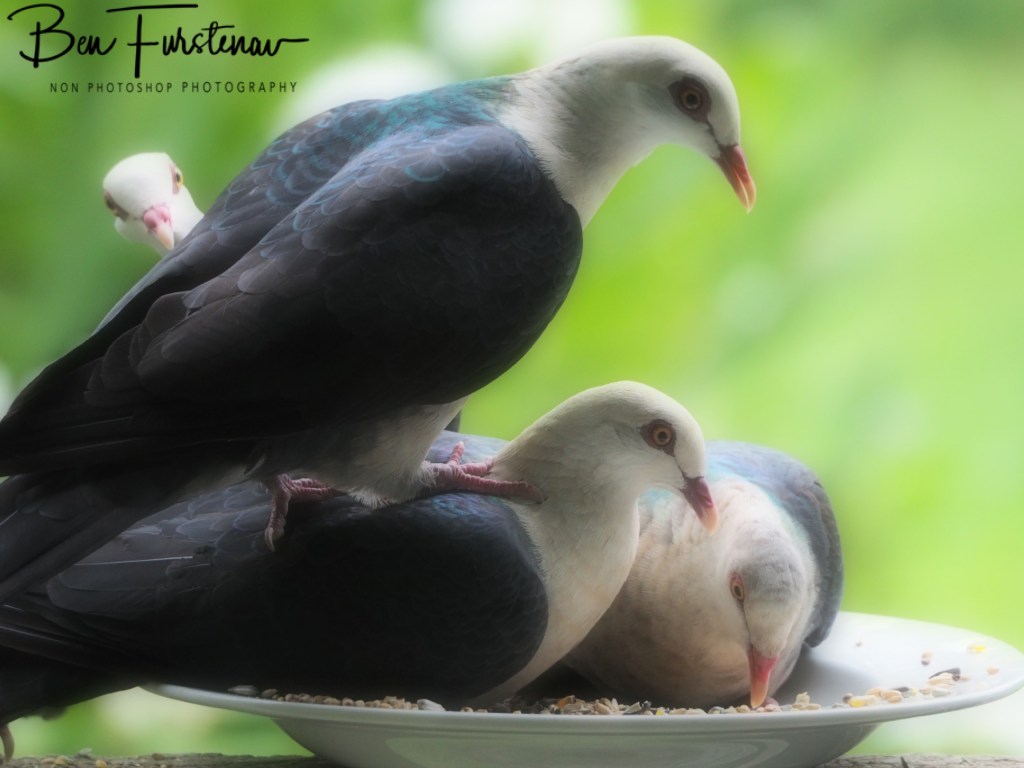 Valla, Northern New South Wales, Australia