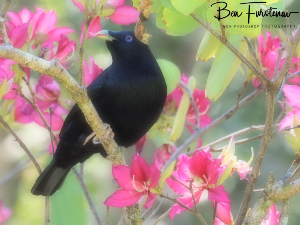 Valla, Northern New South Wales, Australia