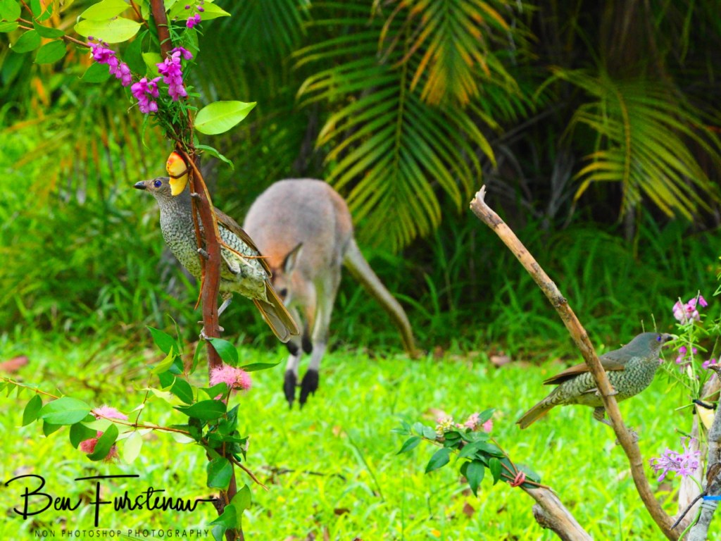 Valla, Northern New South Wales, Australia