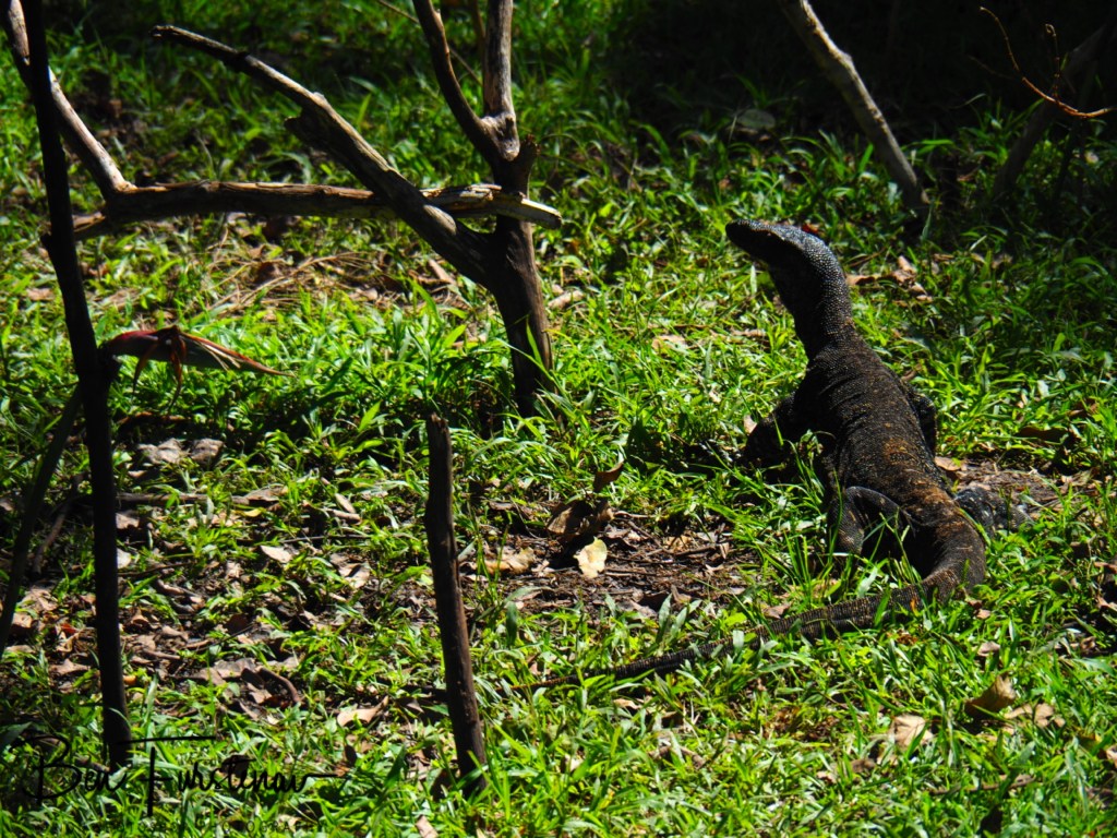 Valla, Northern New South Wales, Australia