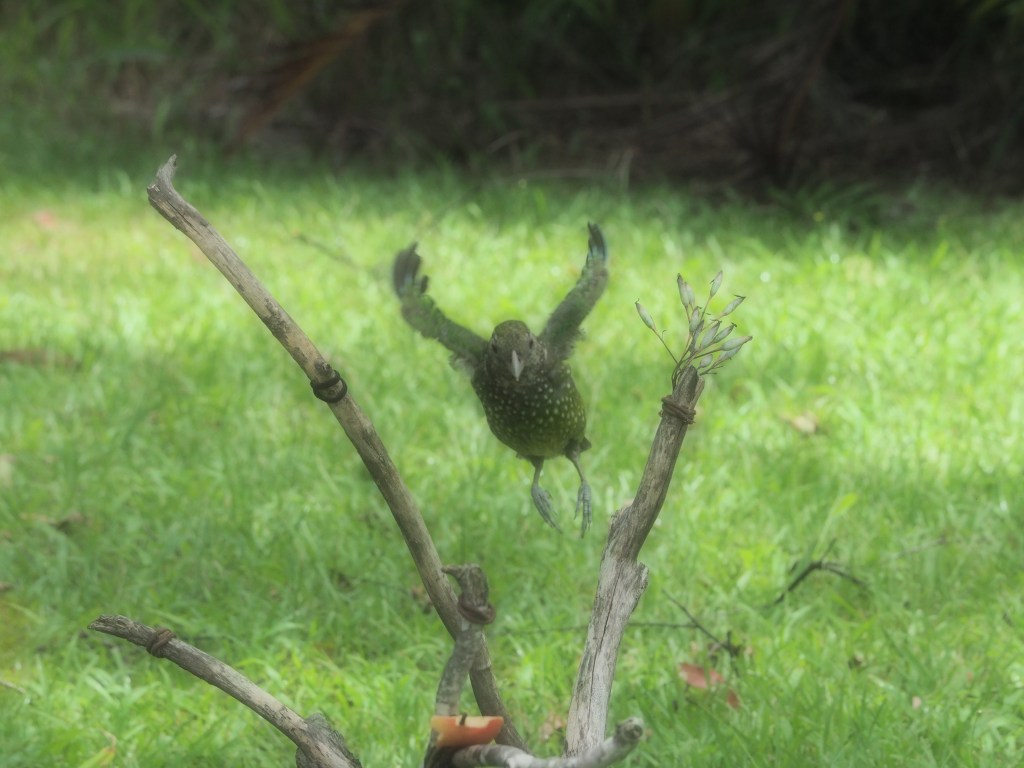 Valla, Northern New South Wales, Australia