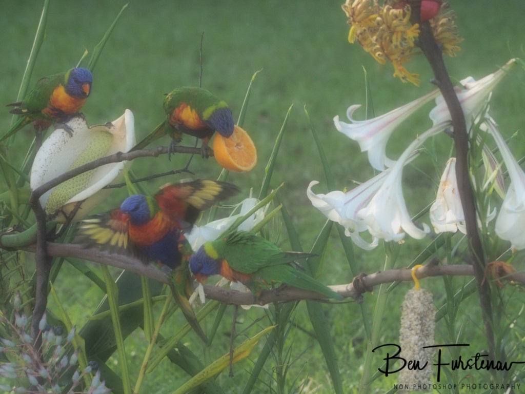 Valla, Northern New South Wales, Australia