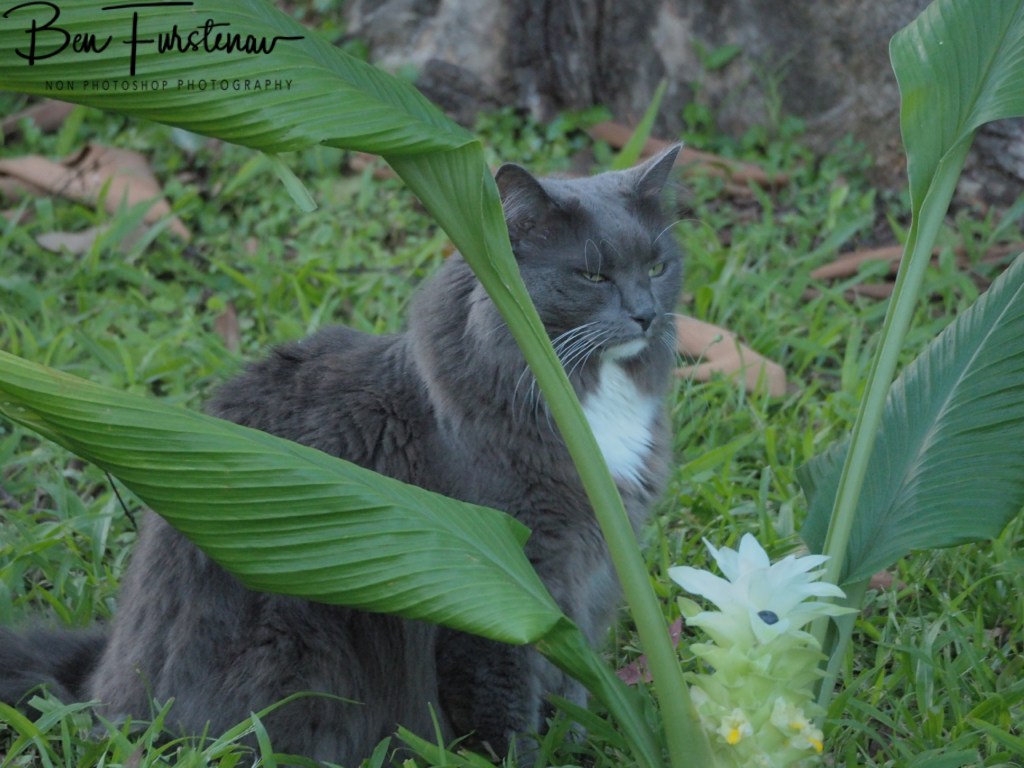 Valla, Northern New South Wales, Australia