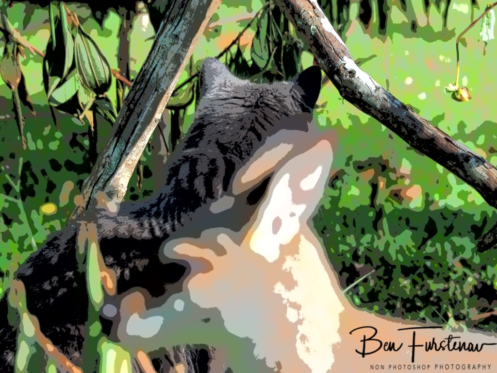 Valla, Northern New South Wales, Australia