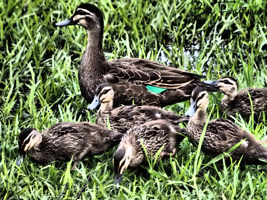 Valla, Northern New South Wales, Australia