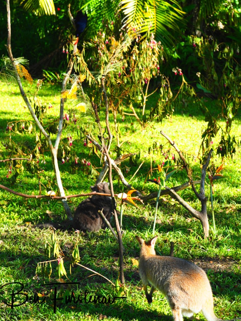 Valla, Northern New South Wales, Australia