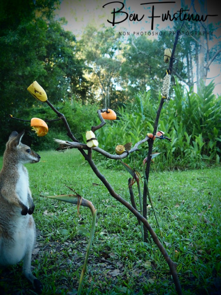 Valla, Northern New South Wales, Australia