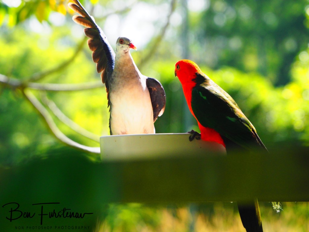 Valla, Northern New South Wales, Australia