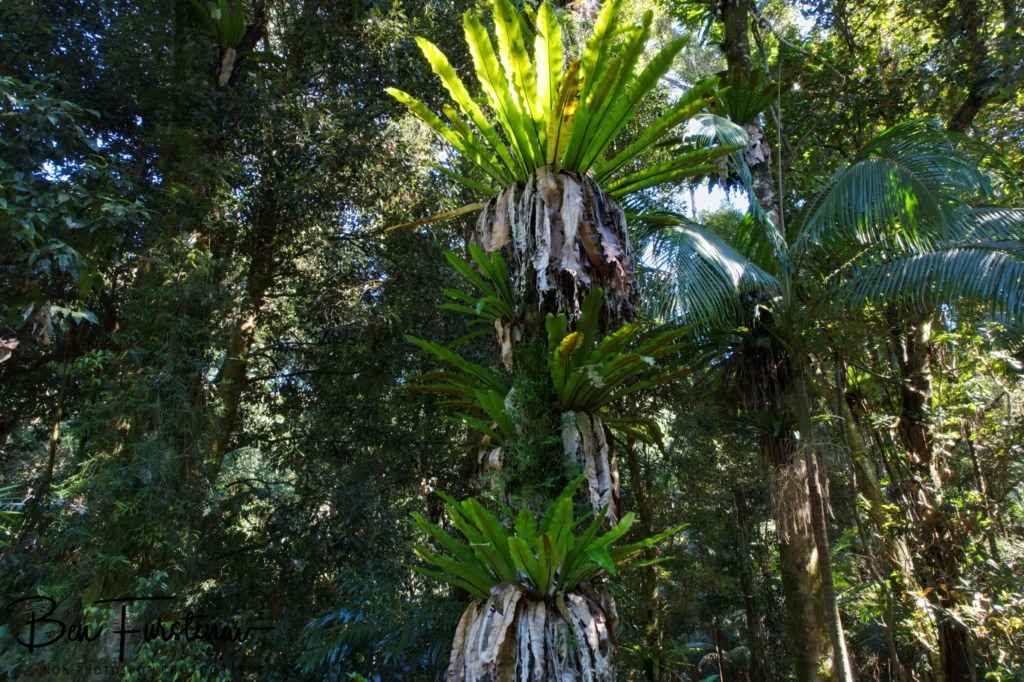 Orara Valley, Northern New South Wales, Australia