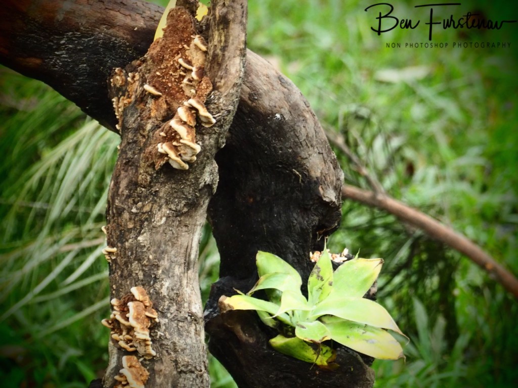 Valla, Northern New South Wales, Australia