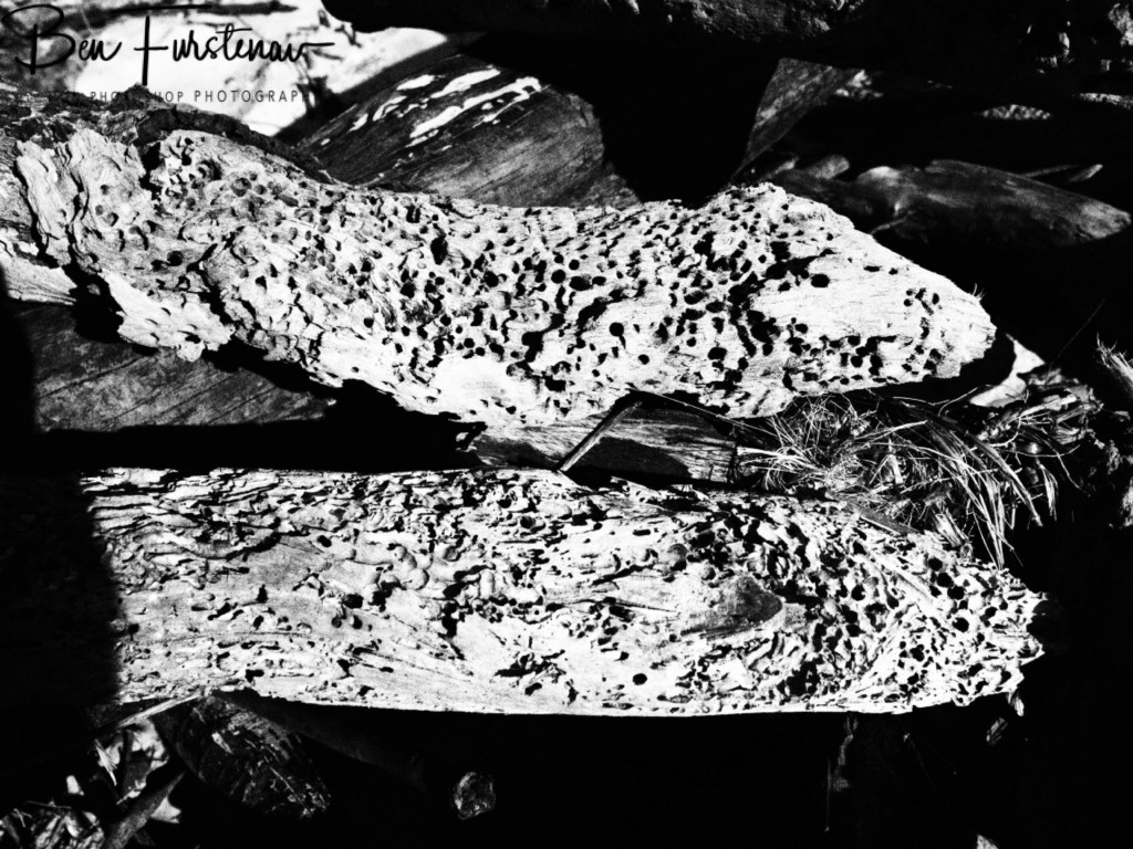 Patch's Beach, Northern New South Wales, Australia