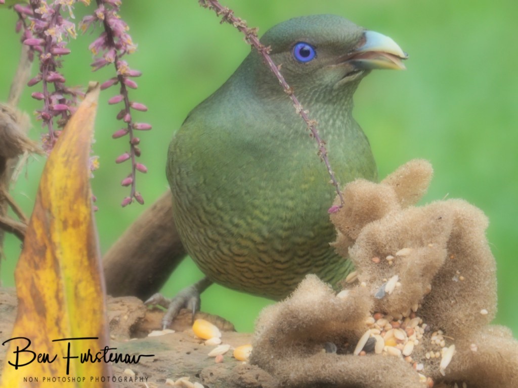 Valla, Northern New South Wales, Australia