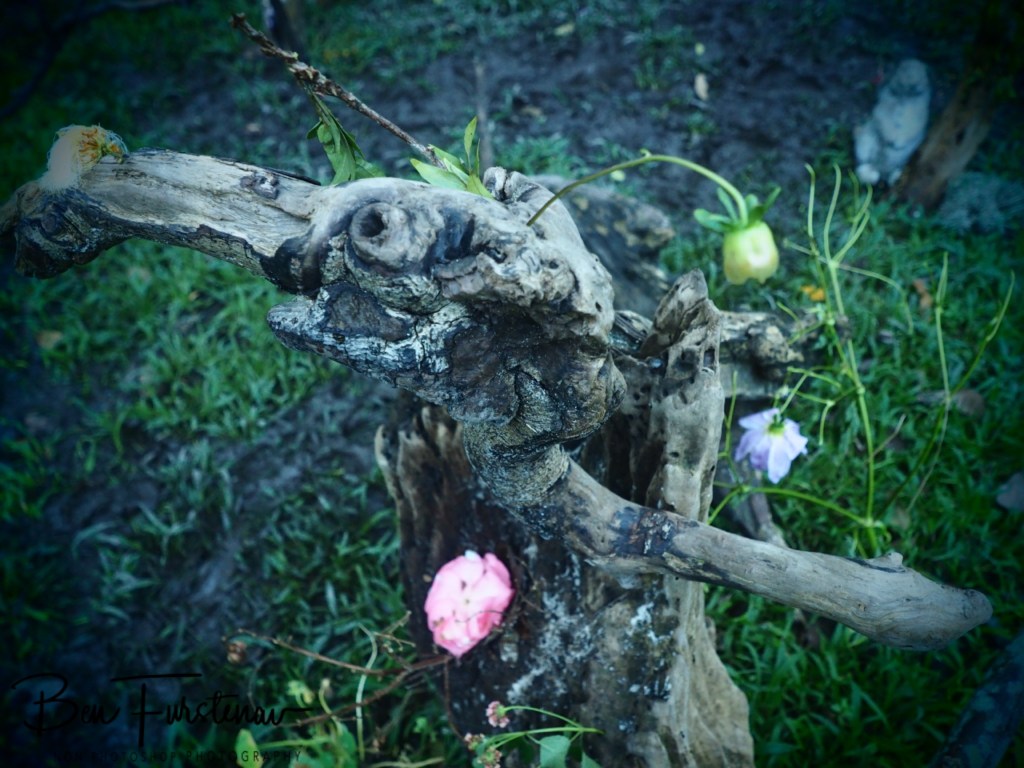 Valla, Northern New South Wales, Australia