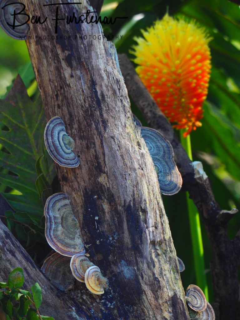 Valla, Northern New South Wales, Australia