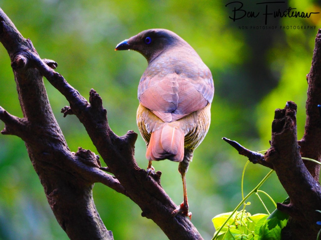 Valla, Northern New South Wales, Australia