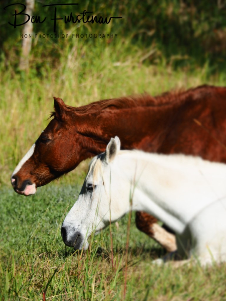 Valla, Northern New South Wales, Australia