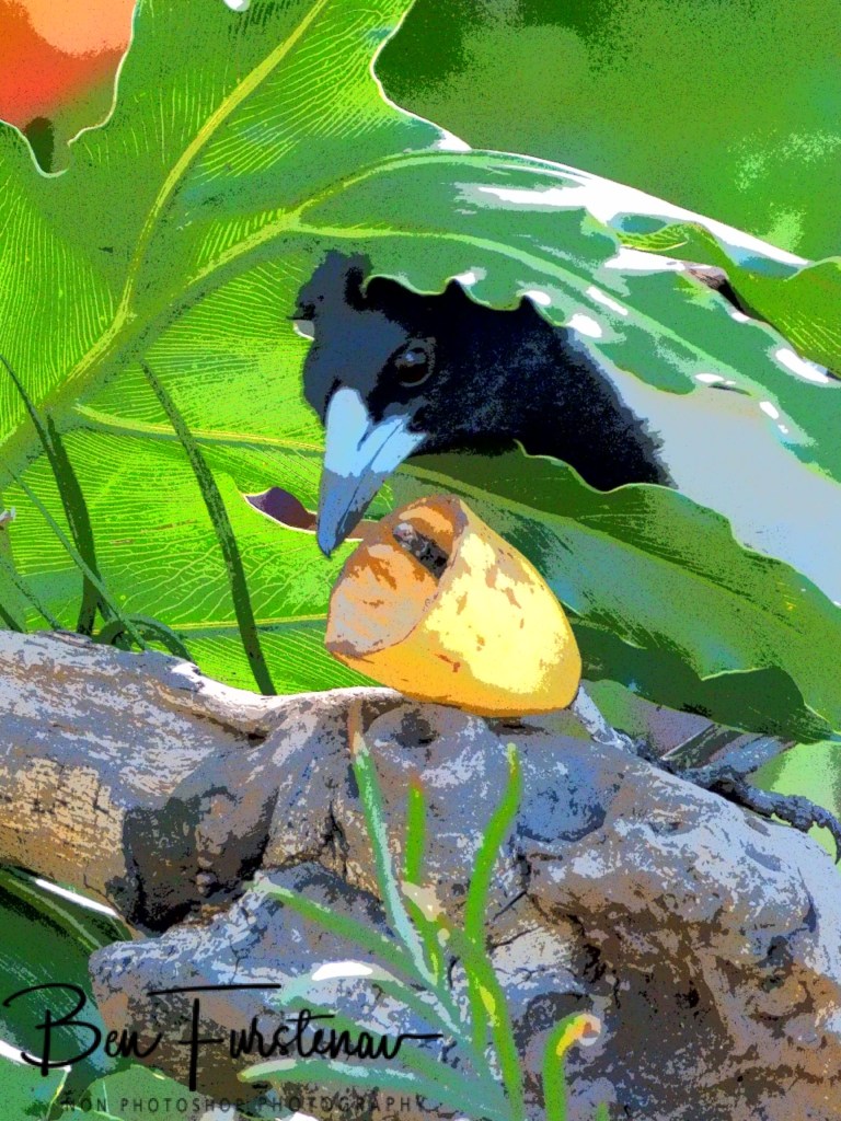 Valla, Northern New South Wales, Australia